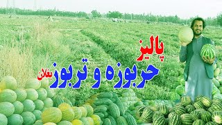 گزارش جهانفر، از خربوزه و تربوز ولایت بغلان . Afghanistan - Baghlan