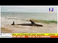 shark l തുമ്പയിൽ കൂറ്റന്‍ സ്രാവ് കരയ്ക്കടിഞ്ഞു