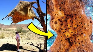 ये खौफनाक छत्ते सब कुछ खा जाते है | Huge Nests That Completely Devour Everything in Their Path