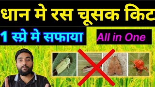 धान मे रस चूसकने वाले कीटो का 1 स्प्रे मे सफाया | Dhan me ras chusak kit | Insects in paddy