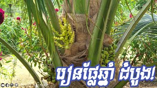 ដូងចេញខ្ពរឆ្នាំដំបូង