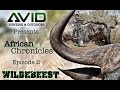 AFRICAN CHRONICLES Episode 2 WIldebeest AVID Hunting & Outdoors Africa Hunting