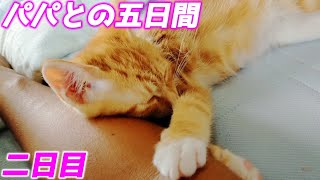 パパに腕枕されたまま寝ちゃった子猫…笑[包帯猫のいきる君]