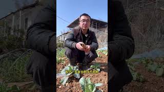 Life with garden 秋葵怎么种？秋葵什么时候种？#关注我一起学种菜 #我的小菜园 #种植小技巧 #学种菜 #阳台种菜