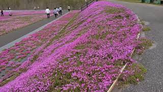 芝桜🌸🌺８❗芝桜散歩🌺