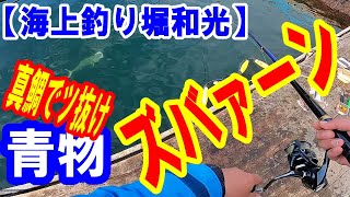 【海上釣堀】和光は放流前に青物が高活性〜針って大事！変えるだけで真鯛の針外れが解消〜