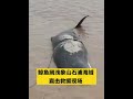 抹香鲸搁浅救援后续来了，正在泼水，等待涨潮 a sperm whale has stranded this morning rescue is underway