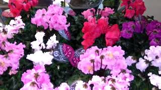 Cyclamen