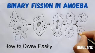 How to Draw Binary fission in amoeba | Binary Fission In Amoeba Diagram : Biology : CBSE