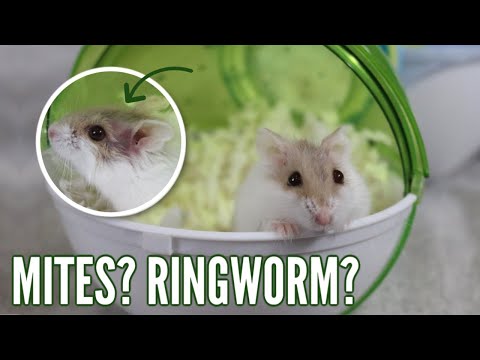 How do you treat a hamsters hair loss?