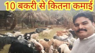 1 साल में 10 बकरी से कितनी कमाही || 10 bakri palan Mein Kitna kharcha aaega @@Awdheshmishra-sr4op