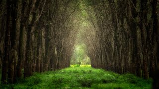 "The Old Tree" • Relaxing Harp Music by Peder B. Helland