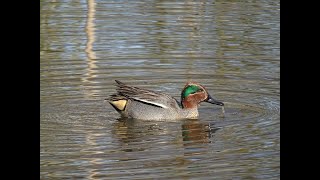 Wintertaling Teal Eurasian teal Common teal Eurasian green winged teal