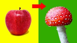 4 CREATIVE APPLE CARVING IDEAS YOU HAVE TO TRY | Craftsbox