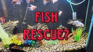 Fish Rescue or Not