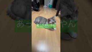 床暖の気持ちよさを知った猫