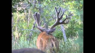Amazing 273" Mule Deer - MossBack