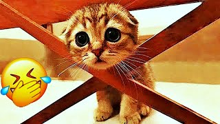 The Funniest Pet Video of the Year! 𝐅𝐮𝐧𝐧𝐢𝐞𝐬𝐭 𝐃𝐨𝐠𝐬 𝐚𝐧𝐝 𝐂𝐚𝐭𝐬 𝟐𝟎𝟐𝟒 🐱