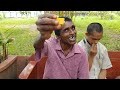 വായിൽ വെള്ളമൂറുന്ന സേലം മാങ്ങകൾ salem special mangoes harvesting