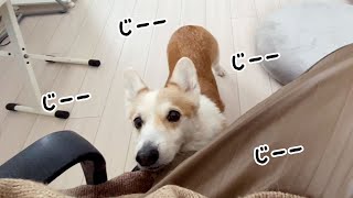 あごを乗せてアピールするコーギーが可愛いいい！！