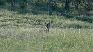 Coyote Hunting in Kansas Part 5: Last Stands of My Trip