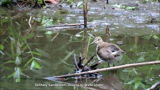 Bird Watching: Solitary Sandpiper