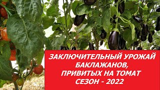 ЗАКЛЮЧИТЕЛЬНЫЙ УРОЖАЙ БАКЛАЖАНОВ, ПРИВИТЫХ НА ТОМАТ. СЕЗОН - 2022