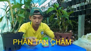 CÓ NÊN SỬ DỤNG PHÂN TAN CHẬM BÓN LAN HAY KHÔNG ABCLam