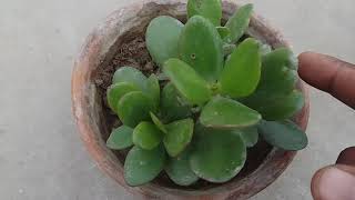 Money Tree Money Plant Story In Urdu Hindi I - carssula ovata caring tips youtube most popular plant