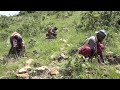 In Uganda, refugees work to restore forest