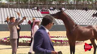 N.188 MFAKHER ATHBAH - Asharqia Classic 2018