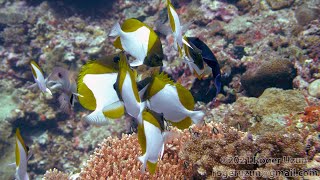 HDObservations : Pyramid Butterflyfish (4K UHD)