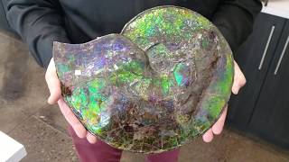 Canadian Iridescent Ammonite Fossil (Ammolite) 1(1116)