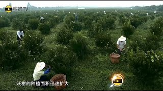 沃柑疯狂扩种下，价格下跌，卖不好但是其中的关键你明白吗