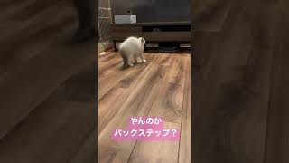 やんのかステップをしようと意気込むが静かにあとずさっていく子猫#shorts #ねこ