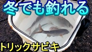 自作の改良トリックサビキで冬でも釣れる。釣り車中泊