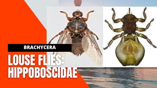 VET PARA 1 | Louse flies (Diptera: HIPPOBOSCIDAE) | Chapter 5.2.6 (Student Output)