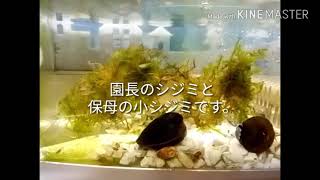 グッピー生後2週間のとミナミヌマエビの子供たちの水槽