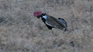 Red-Crested Korhaan Display and Dance in Kruger National Park