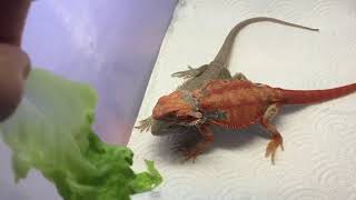 無紋及駁論鬆獅蜥食菜：Witblits \u0026 Paradox bearded dragon eating vegetables