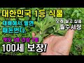 국민 99.9% 안 먹어 본 100세 보장 식물! 대한민국 1등 풀!