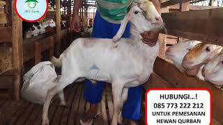 085 773 222 212 Kurban Kambing  - LANGSUNG PETERNAK CV. Mitra Tani Farm