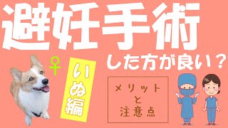 動物病院が手術前に伝える犬の避妊手術のメリットと注意点