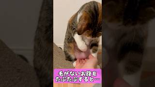 【猫アテレコ】毛のないお腹をタプタプ触ると…　#アテレコ #猫のいる暮らし #保護猫