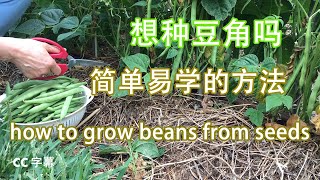 怎样用简单方法 种四季豆/豆角,how to grow beans from seeds只要掌握好下种的时间 和 温度再 施肥几次.小家庭种上6棵就够吃了.