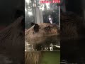 迫りくる水中カピバラ underwater capybara shorts