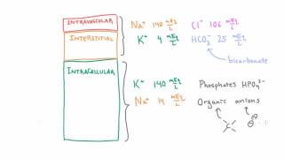 Solutes in the Intracellular Compartment