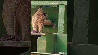 Giraffe short video #animallover #giraffe #ytshorts #trending #youtubeshorts #shorts