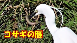 コサギが大きな”どじょう”を捕食（Little egret preys on loach）