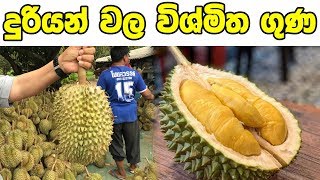 දුරියන් වල විශ්මිත ගුණය - Amazing quality of durian fruit